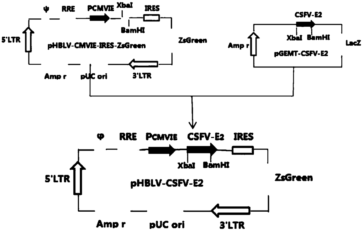 Recombinant cell line stably expressing CSFV e2 protein, preparation method, application, and CSFV subunit vaccine