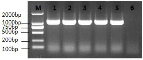 Recombinant cell line stably expressing CSFV e2 protein, preparation method, application, and CSFV subunit vaccine