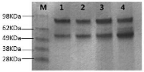 Recombinant cell line stably expressing CSFV e2 protein, preparation method, application, and CSFV subunit vaccine