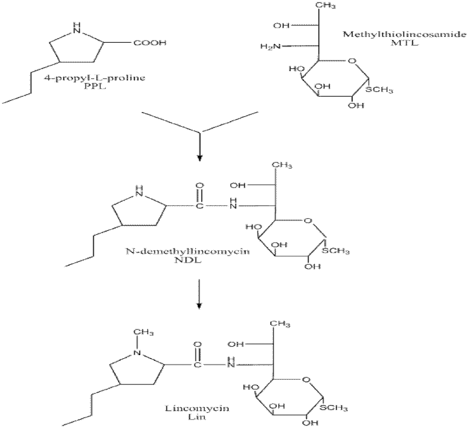 Production method capable of improving output of lincomycin through adding glutamine