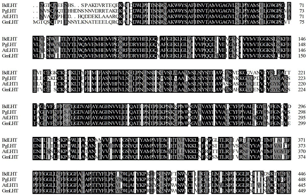 Ginseng amino acid transport protein gene PgLHT and encoding protein and application thereof