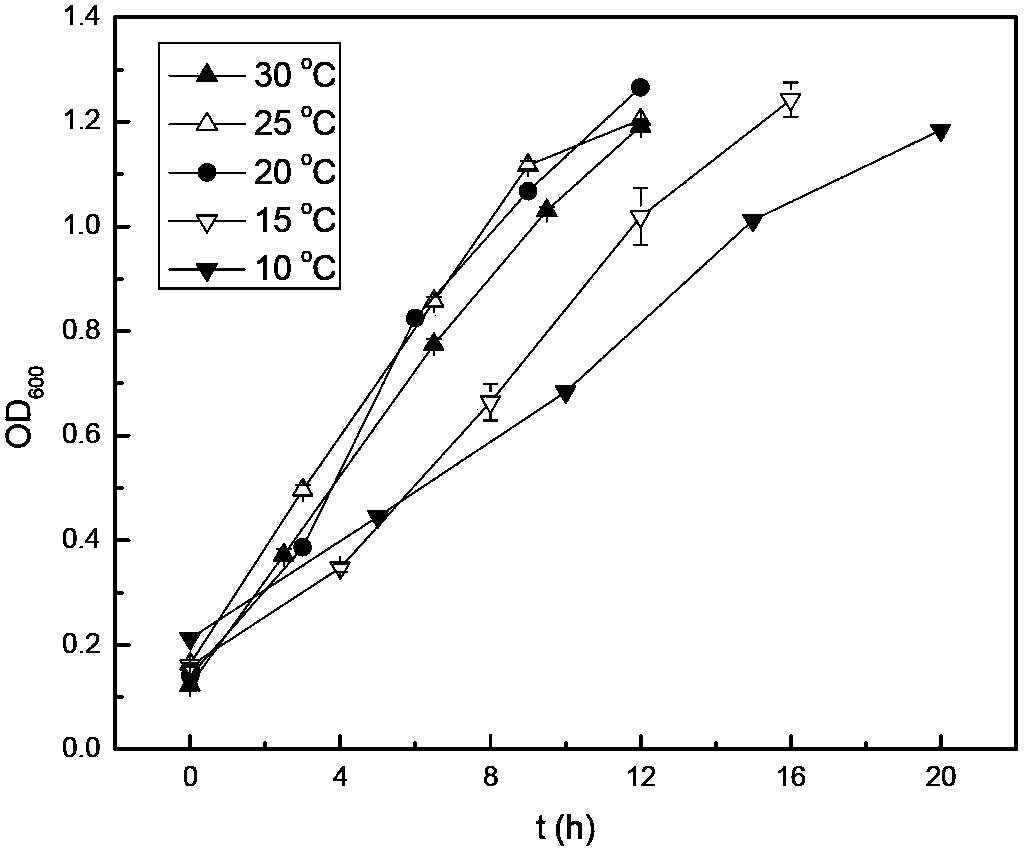 Acinetobacter johnsonii bacterial strain capable of low-temperature synchronous denitrification phosphorous removal and application thereof