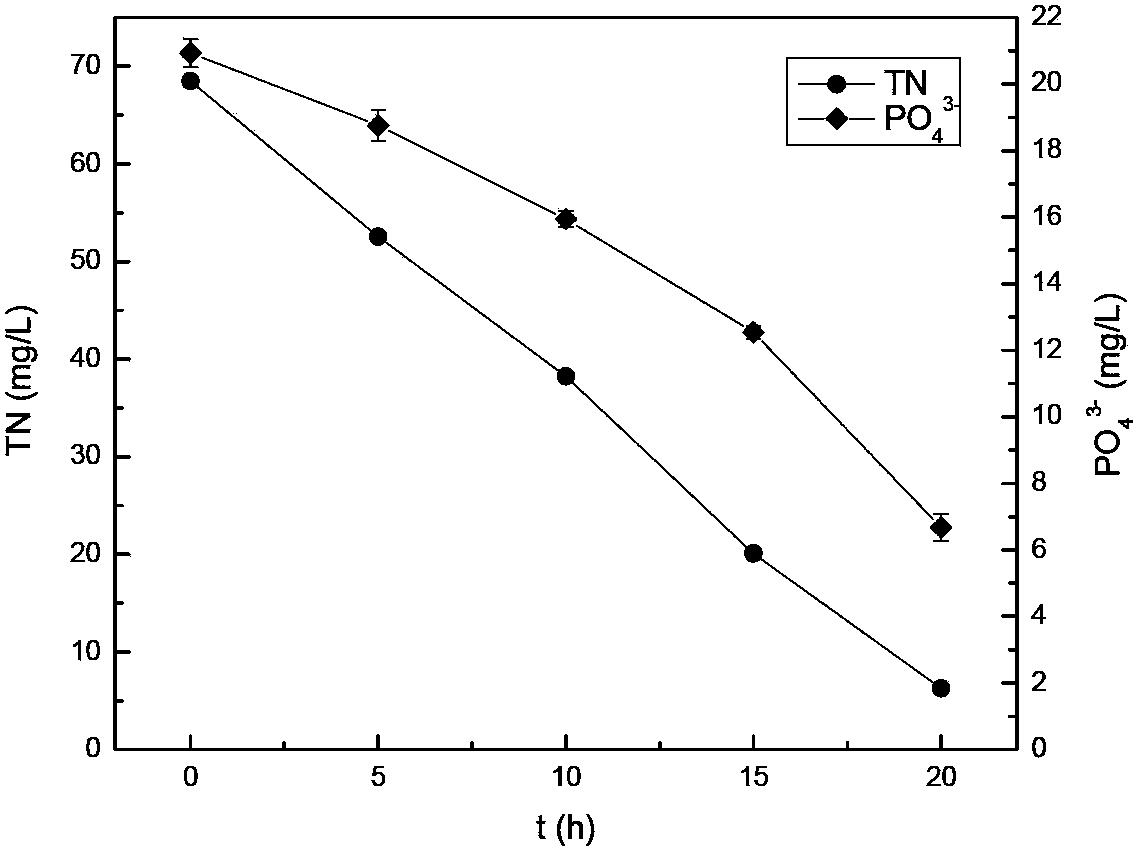 Acinetobacter johnsonii bacterial strain capable of low-temperature synchronous denitrification phosphorous removal and application thereof