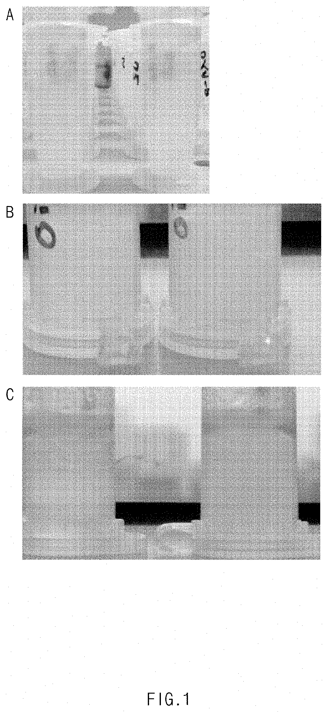 Surfactant adhesive composition