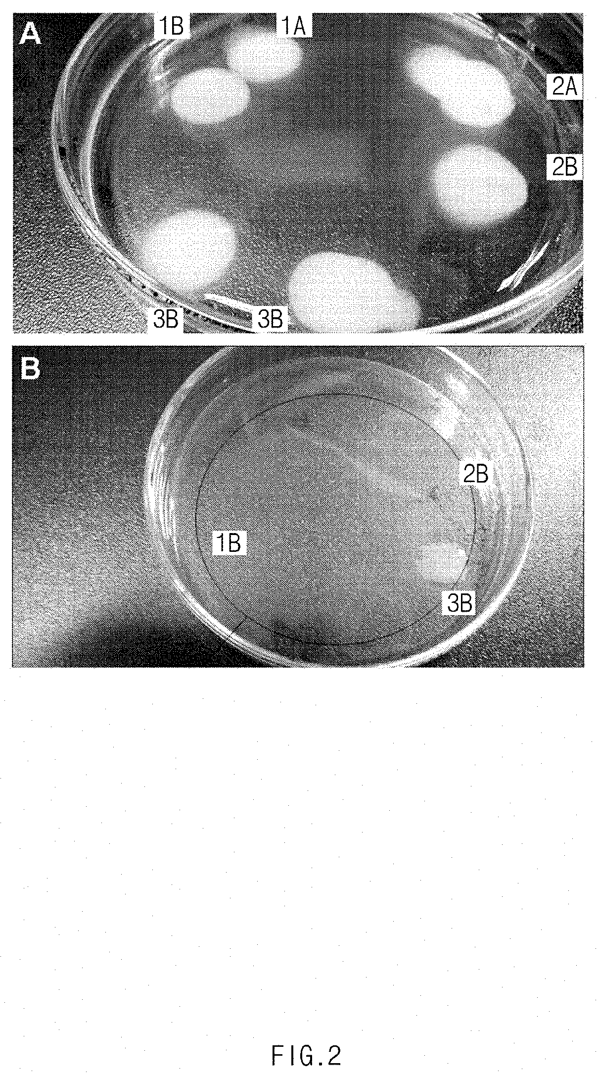 Surfactant adhesive composition