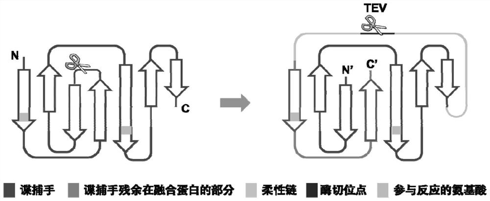 Syy capturer mutant, preparation method thereof and application of spy capturer mutant in fluorescent protein system