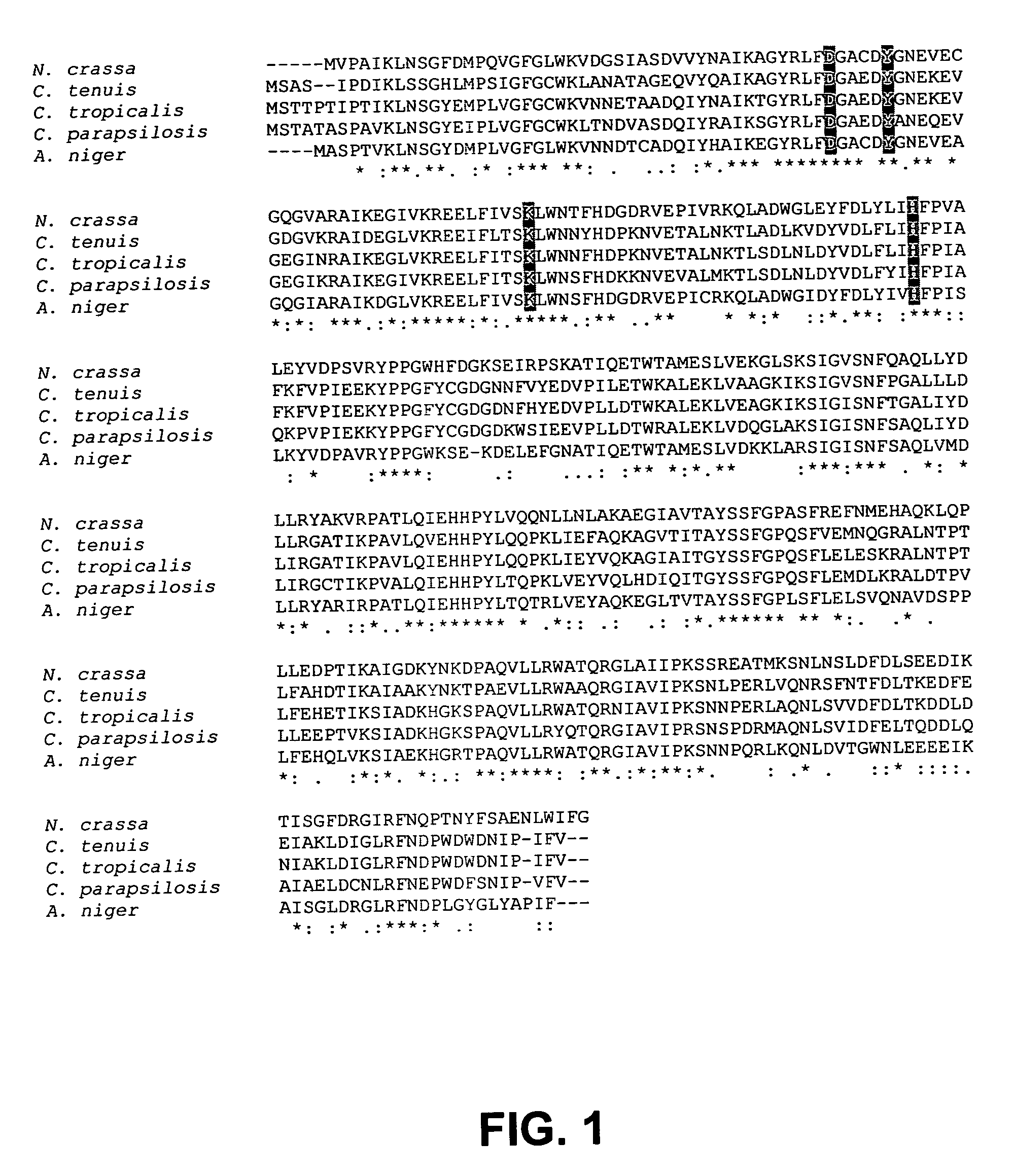 Highly active xylose reductase from neurospora crassa