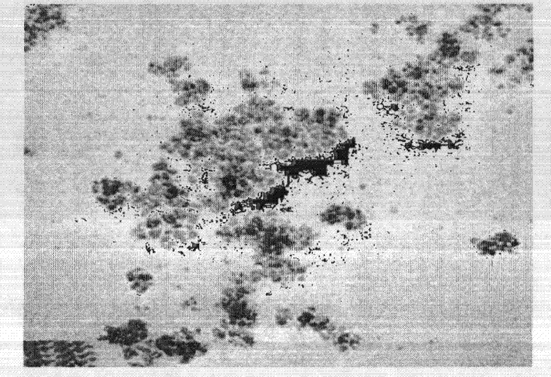 Preparation method of magnetic compound nanometer Fe3O4 flocculating agent and water treatment application