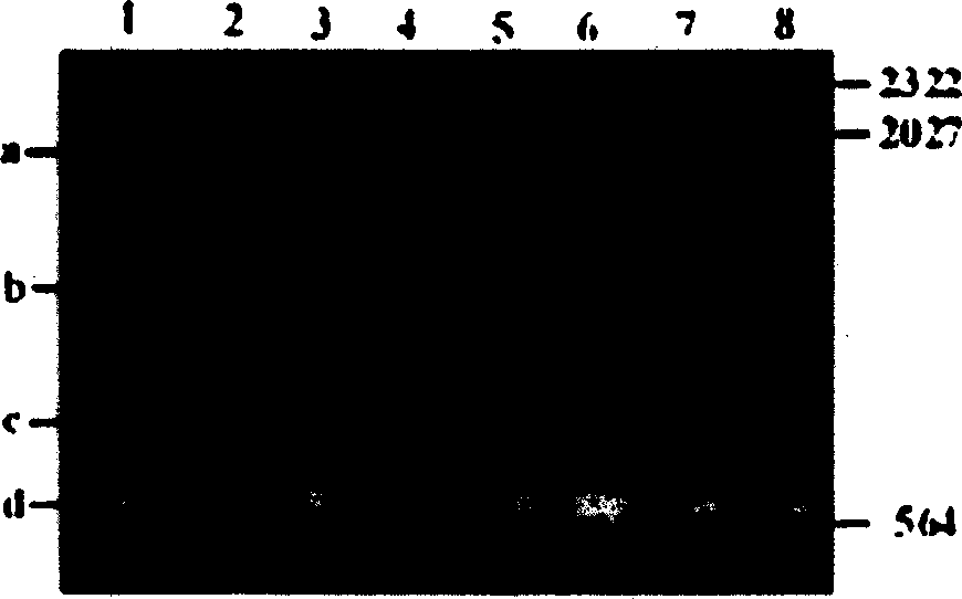 Method for separating silk gland cell of silkworm suited to researches in molecular biology