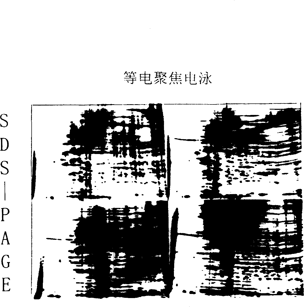 Method for separating silk gland cell of silkworm suited to researches in molecular biology