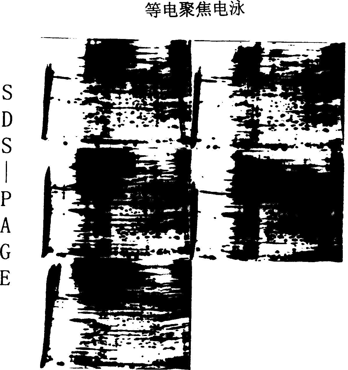 Method for separating silk gland cell of silkworm suited to researches in molecular biology