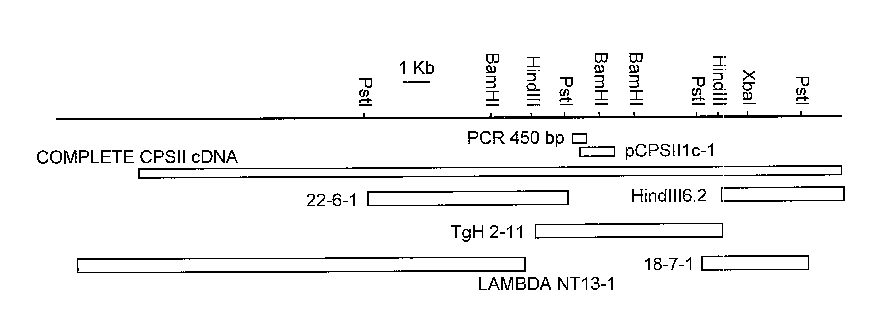 Attenuated uracil auxotroph of an apicomplexan and use thereof