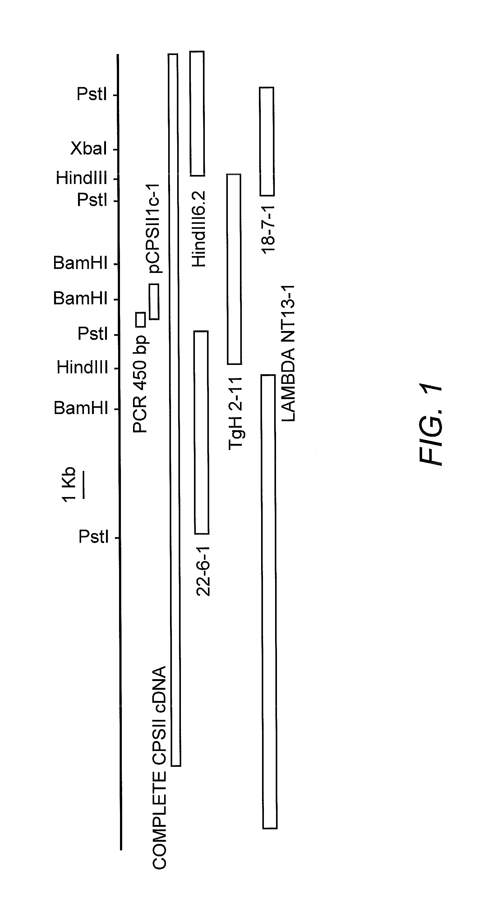 Attenuated uracil auxotroph of an apicomplexan and use thereof