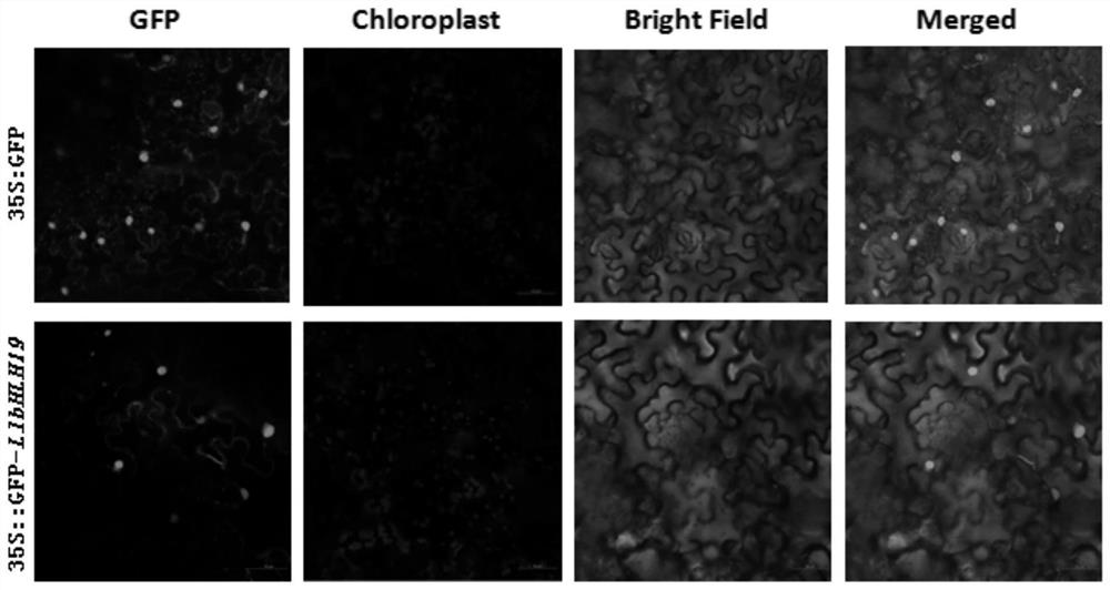 A kind of Lycoris llbhlh19 gene and its expressed protein and application