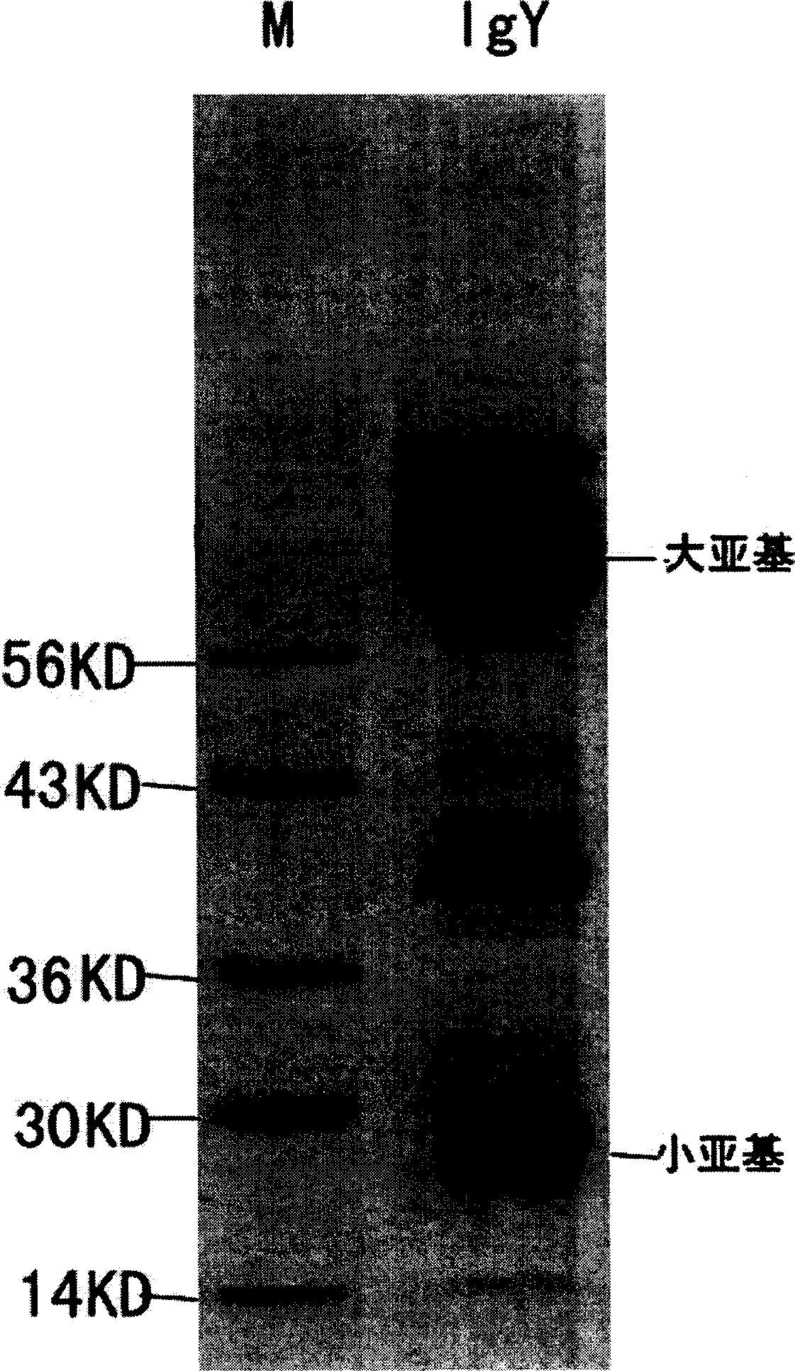 Yolk antibody of anti SARS coronavirus and its preparation method and liquid preparation