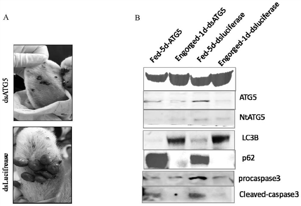 Tick ​​autophagy-related protein molecule atg5 and its application