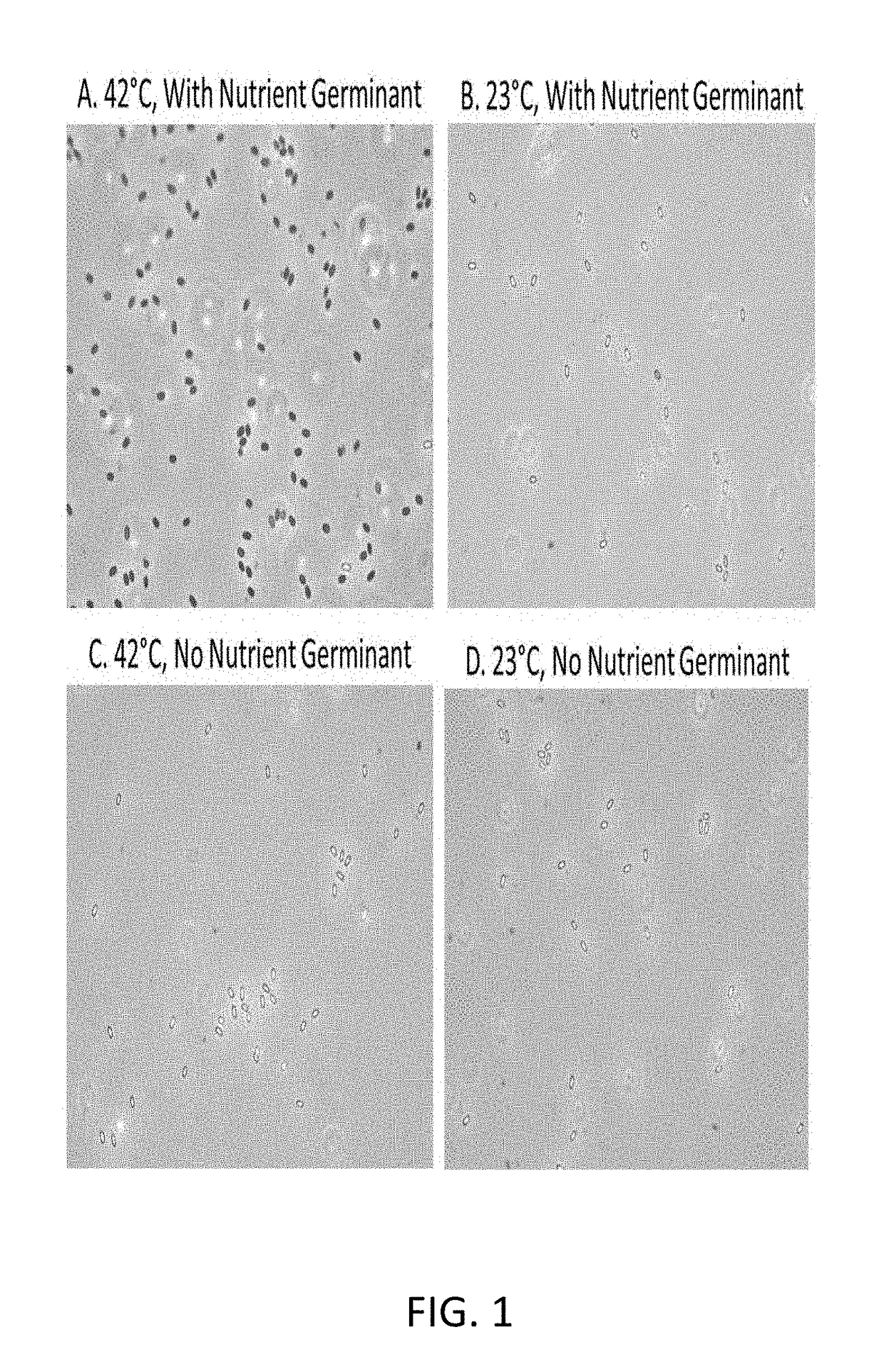 Nutrient Rich Germinant Composition and Spore Incubation Method