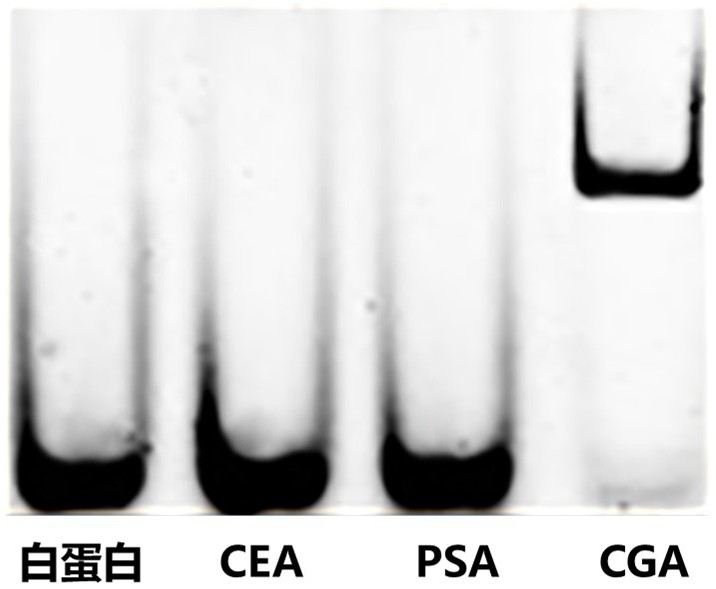 Sequence and application of a nucleic acid aptamer cga02 that specifically recognizes chromogranin a