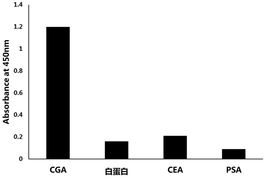 Sequence and application of a nucleic acid aptamer cga02 that specifically recognizes chromogranin a