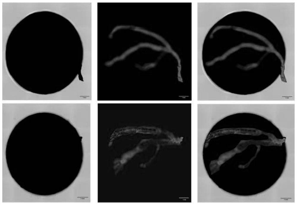 A method for constructing a three-dimensional vascular network hydrogel