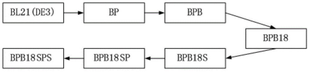 Escherichia coli strain for producing succinic acid with glycerol as well as construction method and use