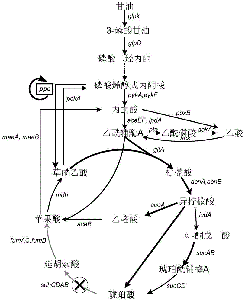 Escherichia coli strain for producing succinic acid with glycerol as well as construction method and use