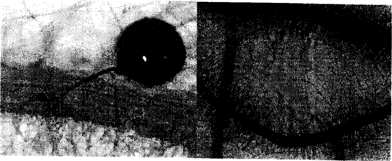 Method for establishing symboitic relationship for arbuscular nycorrhizal fungi and tomato hairy root