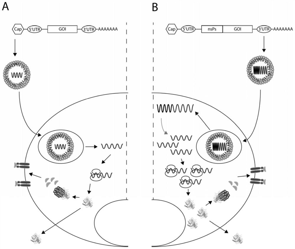 mRNA vaccine and its synthesis method, kit