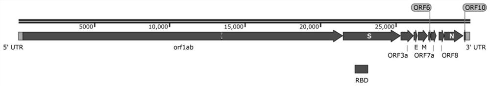 mRNA vaccine and its synthesis method, kit