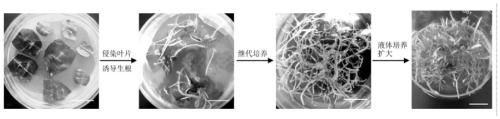 Application for peanut hairy-root strain in improvement of low-nitrogen resistance and high-salt resistance of peanuts