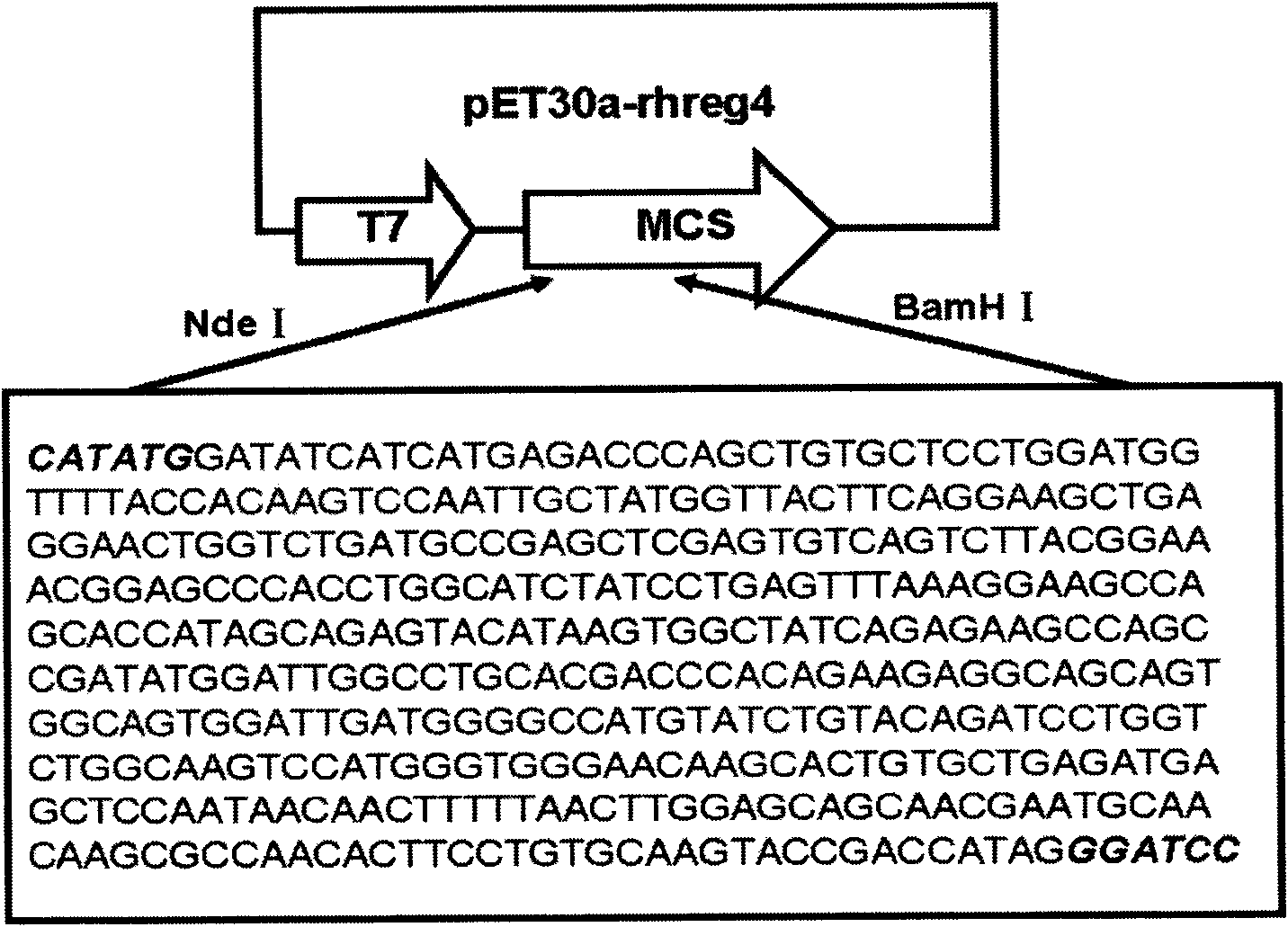 Human recombination Reg4 protein and coding gene thereof as well as preparation method thereof