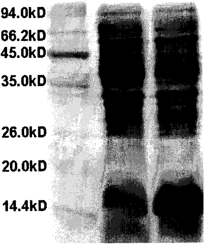 Human recombination Reg4 protein and coding gene thereof as well as preparation method thereof