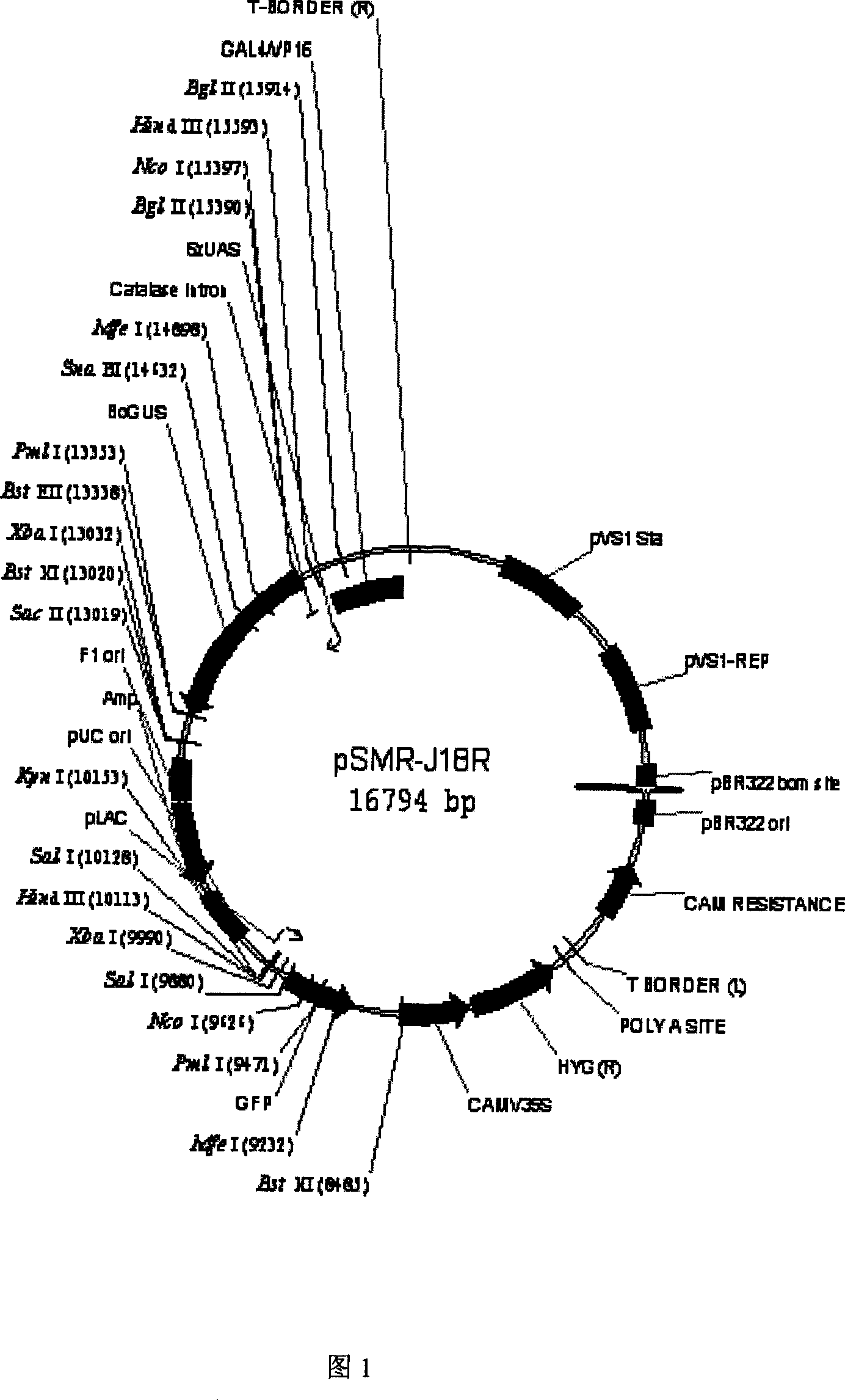 Gene for controlling rice ear sprouting period and its uses