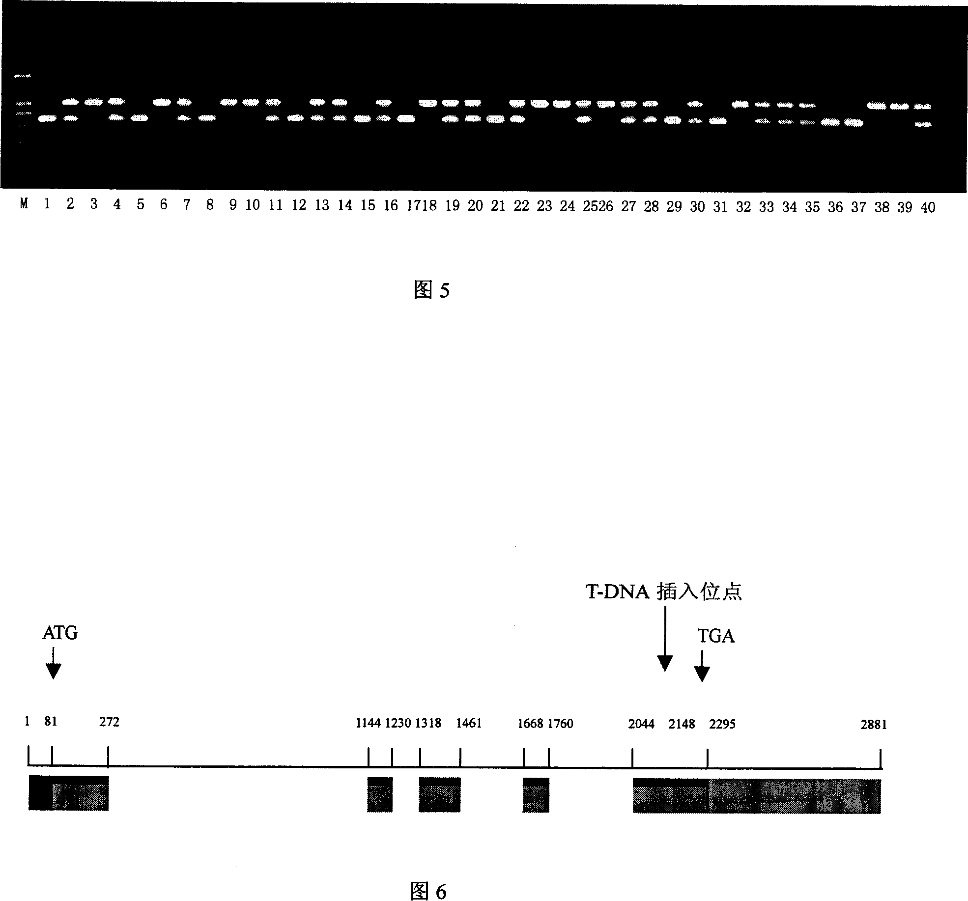 Gene for controlling rice ear sprouting period and its uses