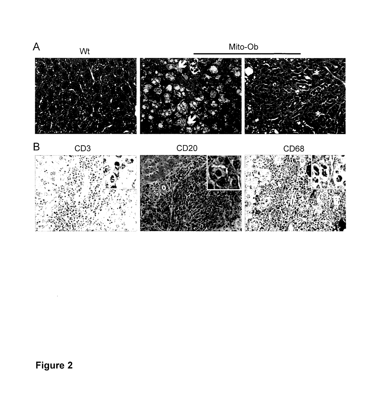 Uses of mito-ob transgenic mice