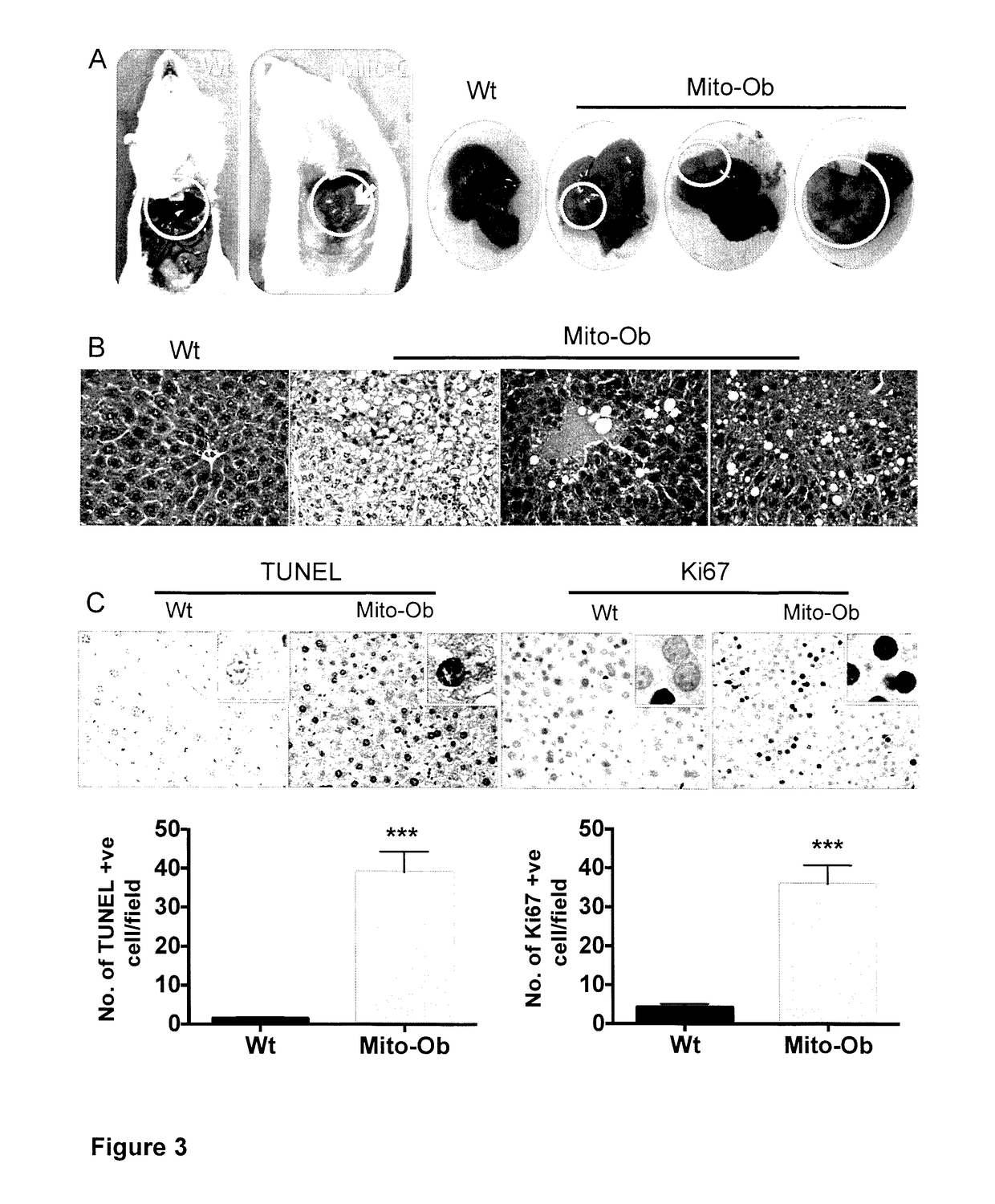 Uses of mito-ob transgenic mice