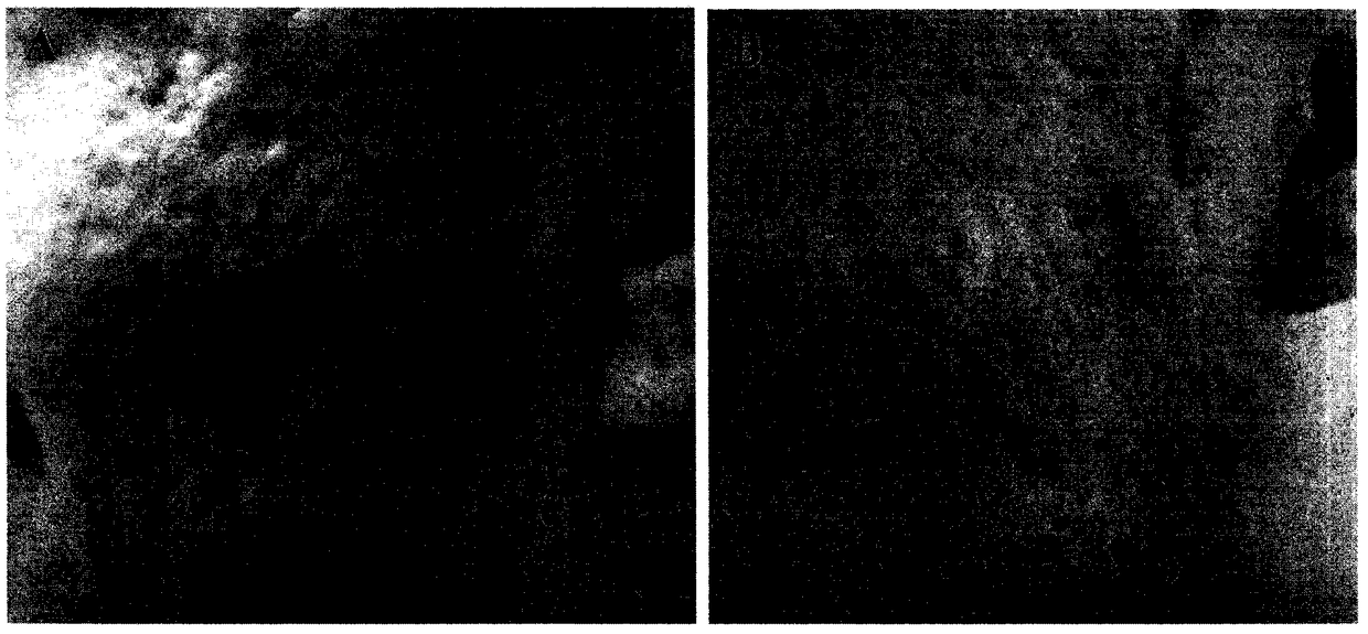 Preparation method and product of biological cosmetic raw material derived from human stem cells