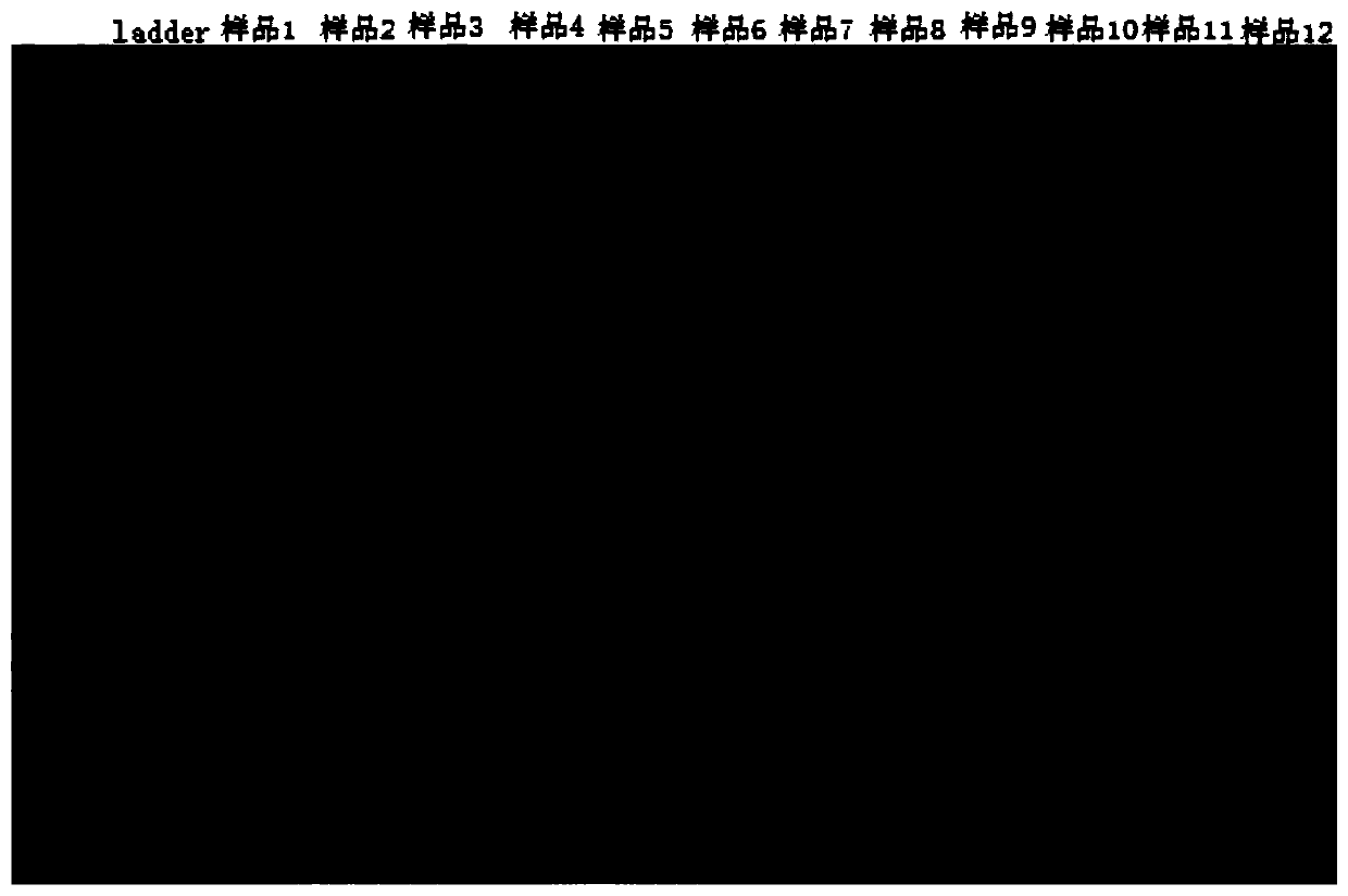 High-throughput sequencing method of macrobenthos COI genes and application of high-throughput sequencing method of macrobenthos COI genes