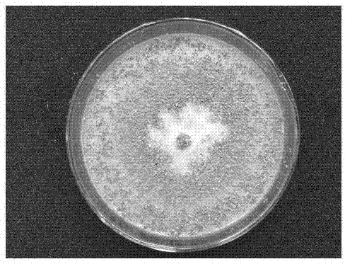 Chaetomium globosum LJ-S2L1 strain and application thereof