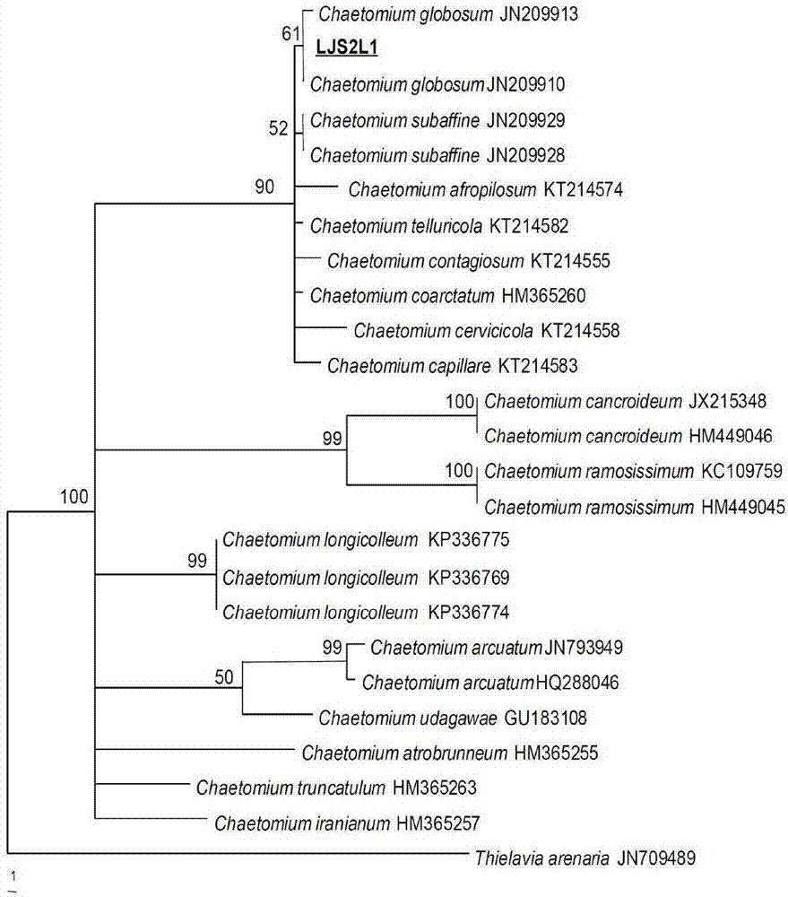 Chaetomium globosum LJ-S2L1 strain and application thereof