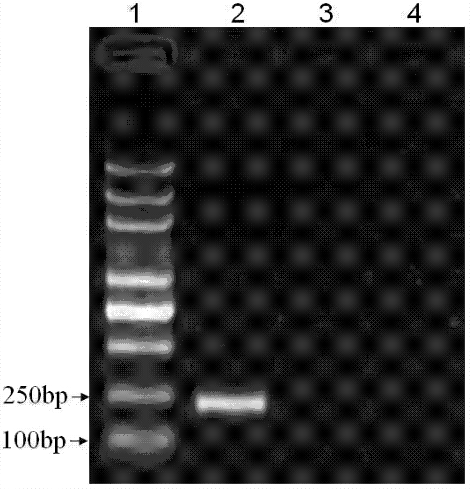 Specific primer pairs used for auxiliary identification of potato viruses and application thereof