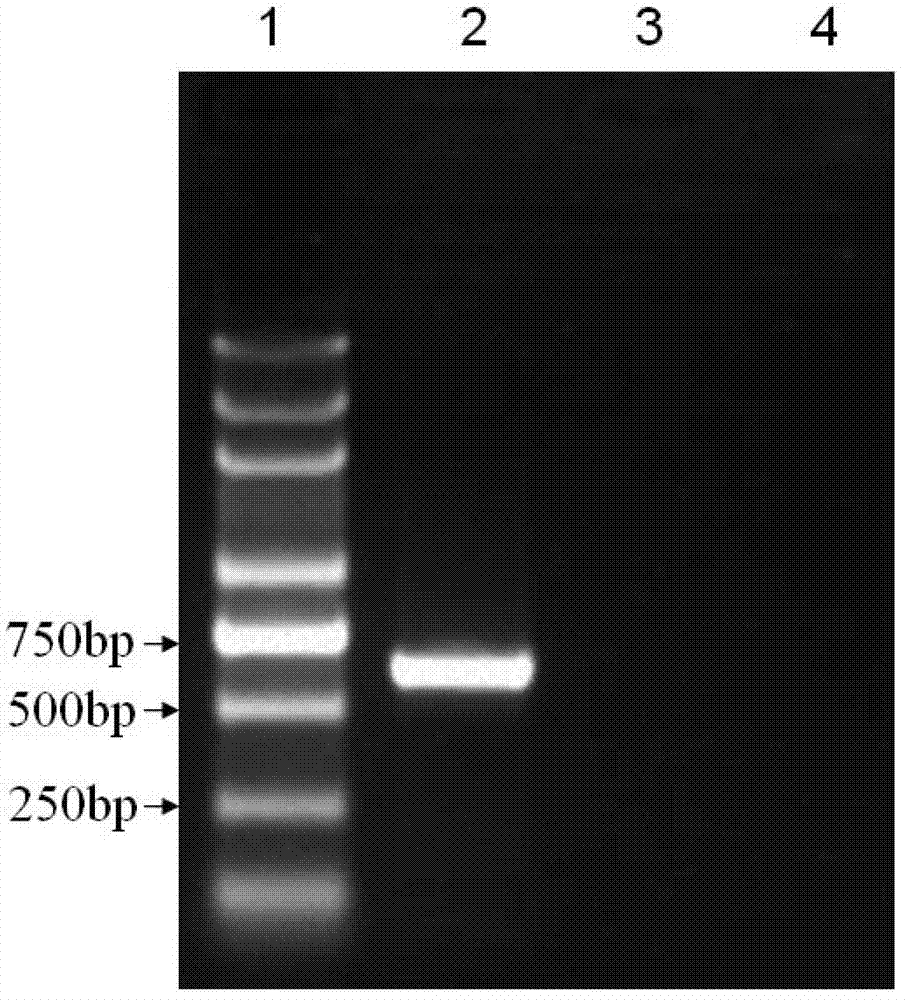 Specific primer pairs used for auxiliary identification of potato viruses and application thereof