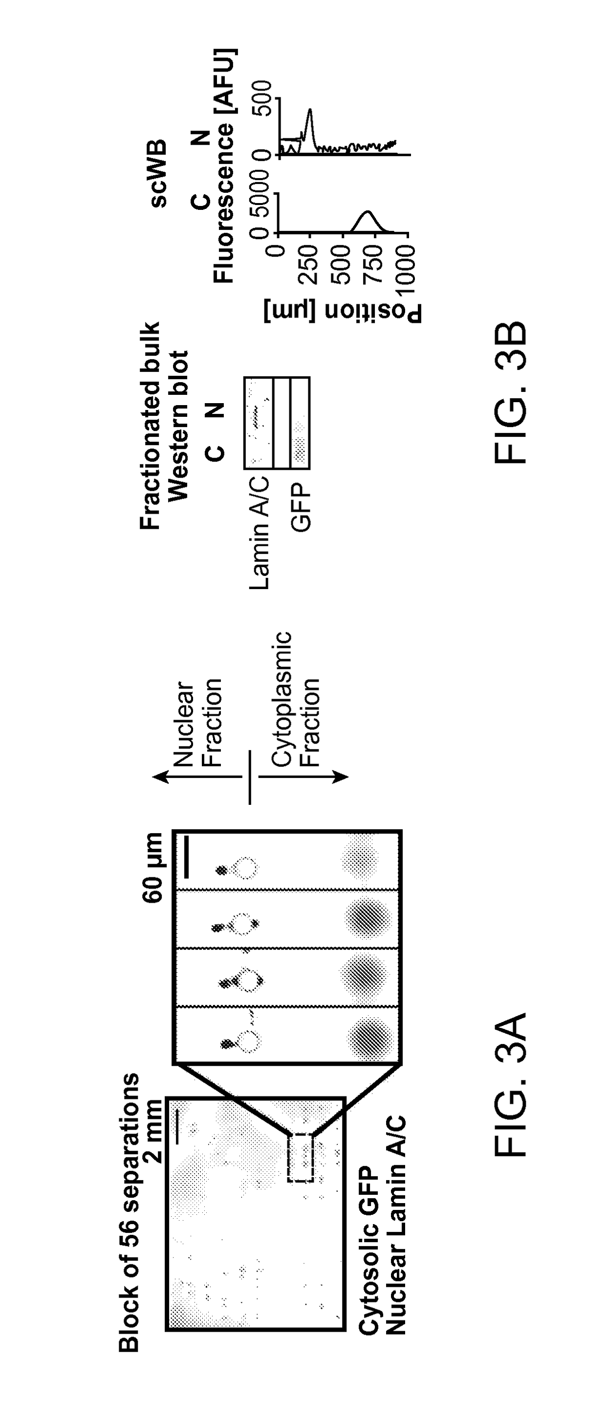 Subcellular Western Blotting of Single Cells