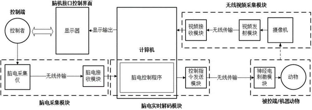 System and method for realizing allogeneic biological control by brain-brain interface