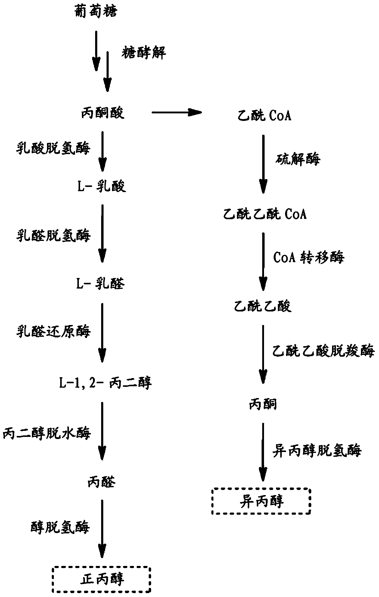 Microorganisms for n-propanol production