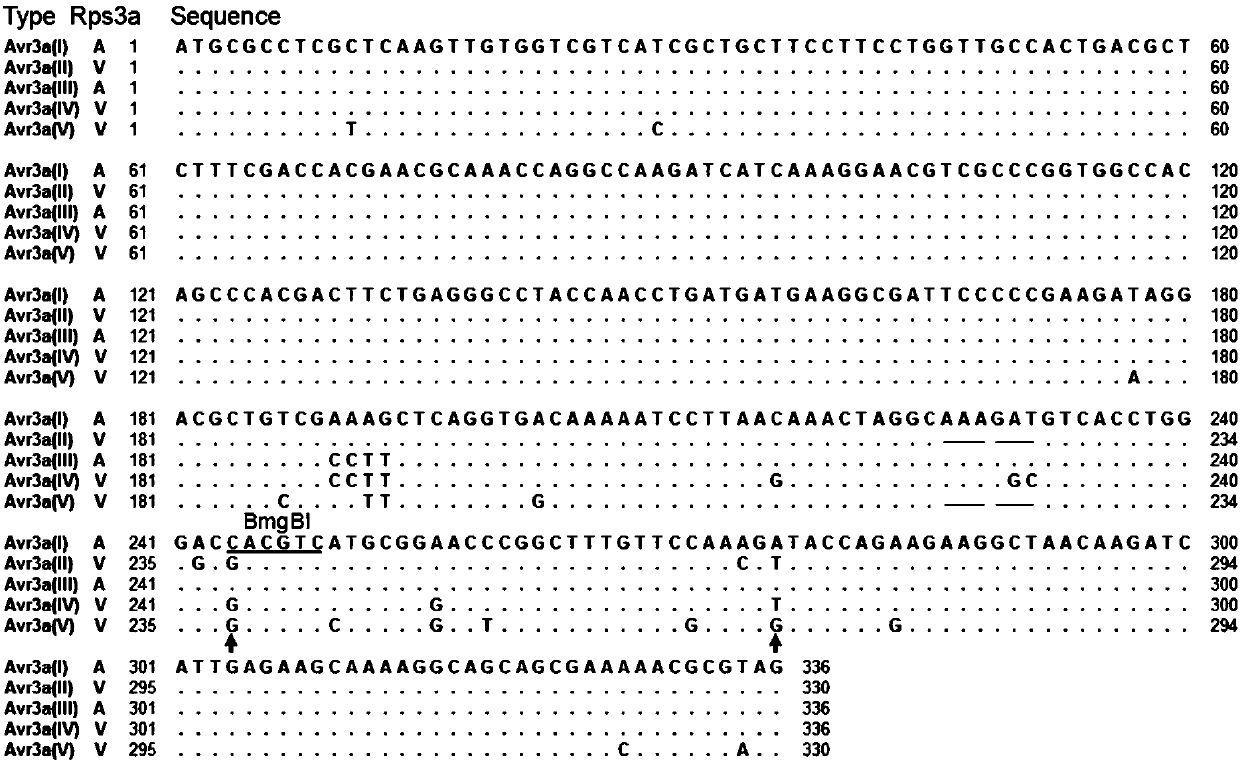 Molecular method for determining the pathogenicity of the Phytophthora soybean avirulence gene avr3a to the differential host l83-570