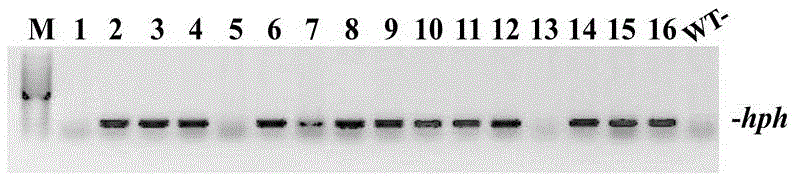 Application of SBP-box type transcription factors of switchgrass in aspect of increasing plant biomass and fermentable sugar yields