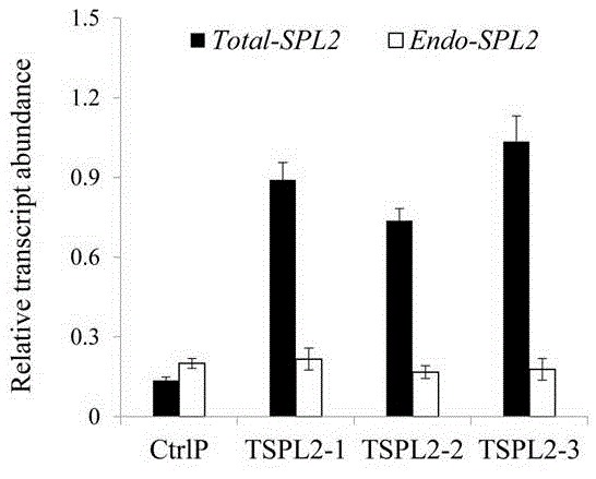 Application of SBP-box type transcription factors of switchgrass in aspect of increasing plant biomass and fermentable sugar yields