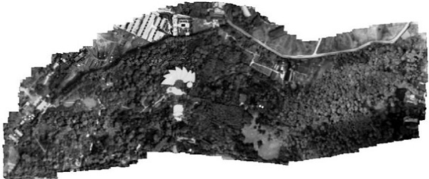 Method and system for improving tree species identification accuracy based on hyperspectral resolution adjustment