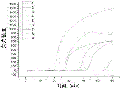 Loop-mediated isothermal amplification based human respiratory syncytial virus detection kit